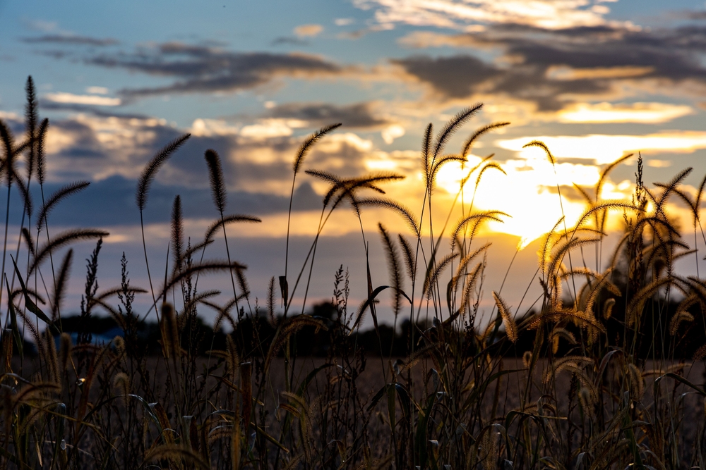 Top Psychology Masters Programs in Illinois